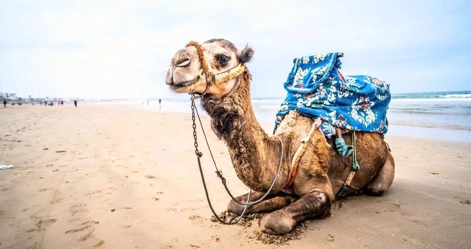 Détente et soleil à Agadir